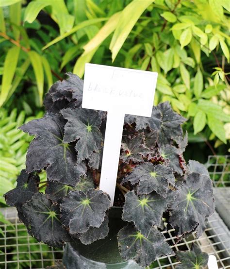 Black Maggic Begonias: A History of Superstitions and Beliefs